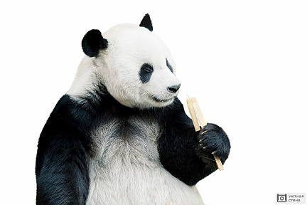 Панда с кусочком бамбука