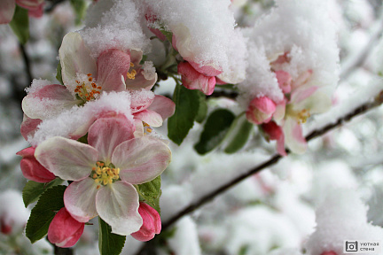 Яблоня под снегом