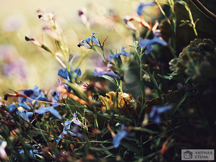 Тонкие стебли с голубыми цветами