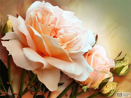 Персиковая роза 3D