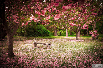 Скамейка в парке в окружении деревьев сакуры