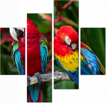 Парочка экзотических попугаев