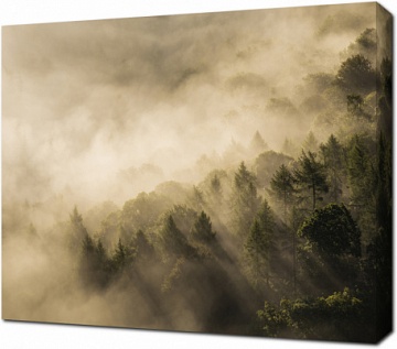 Леса укрытые туманом