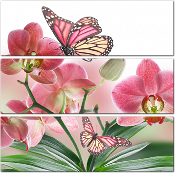 Красивые орхидеи и бабочки