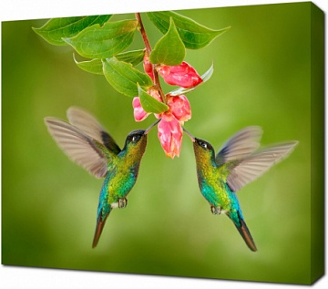 Райские колибри