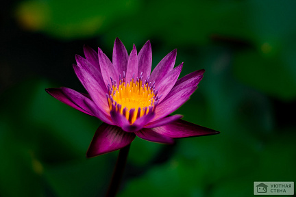 Яркий цветок лотоса
