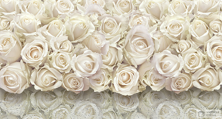 Букеты белых роз