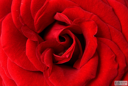 Ярко-красный бутон розы