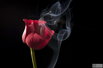 Дым и красная роза на чёрном фоне