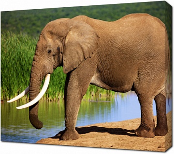 Красивый слон на берегу реки