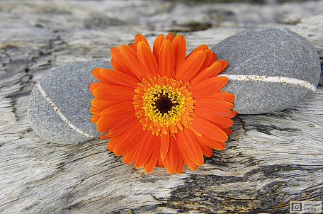 Цветок оранжевой герберы с камнями
