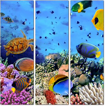 Коралловые колонии. Красное море. Египет
