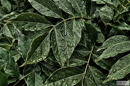 Свежие листья после дождя