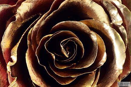 Бутон золотой розы крупным планом