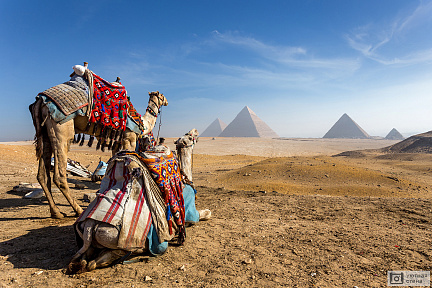 Верблюды отдыхают на фоне пирамид