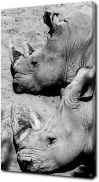 Пара непобедимых носорогов