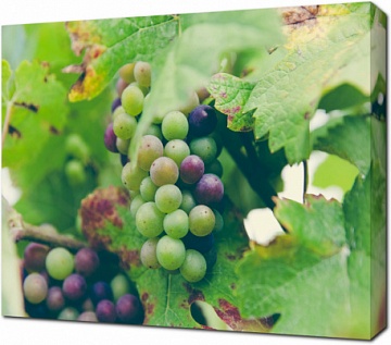 Виноград на винодельне
