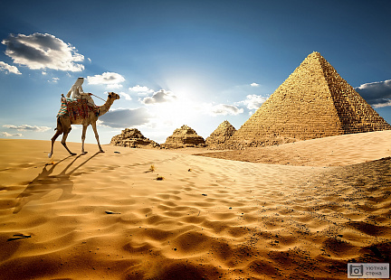 Фотообои Верблюд идущий к пирамидам