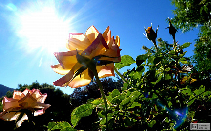 Прозрачные лепестки розы на фоне солнца