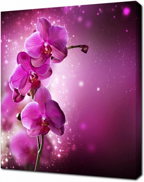 Малиновая орхидея на красивом фоне