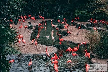 Множество красных фламинго