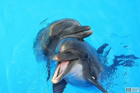 Два ласковых дельфина в бассейне