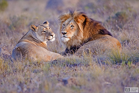 Пара львов лежит на траве