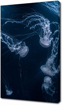 Ажурные невесомые медузы