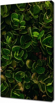 Плотные листья в росе