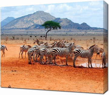 Зебры в пустыне