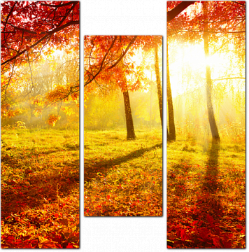 Осенние деревья и листья
