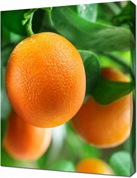 Оранжевый фрукт