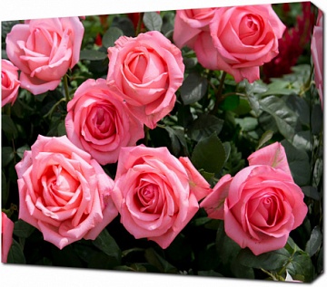 Ярко-розовые розы в саду
