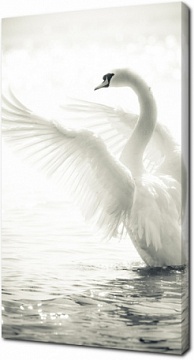 Красивый белый лебедь машет крыльями