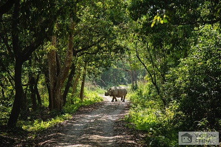 Носорог вышедший из леса