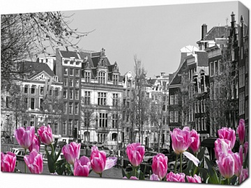 Черно-белое фото Амстердама с розовыми тюльпанами