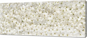 Белые цветы вишни