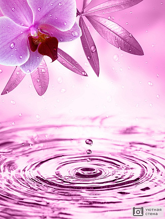 Фиолетовая орхидея над водой