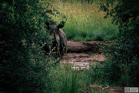 Носорог прячется за кустами