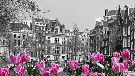 Фотообои Черно-белое фото Амстердама с розовыми тюльпанами