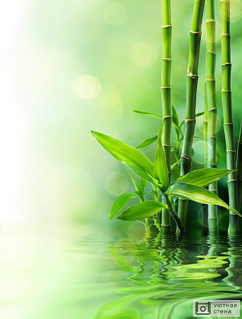 Стебли бамбука на воде