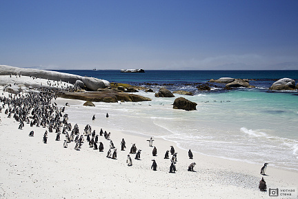 Фотообои Африканские пингвины