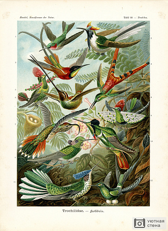 Гравюра с изображением колибри
