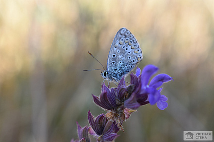 Синяя бабочка на синем цветке