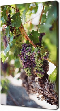 Виноградное блаженство