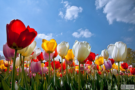 Множество разноцветных тюльпанов