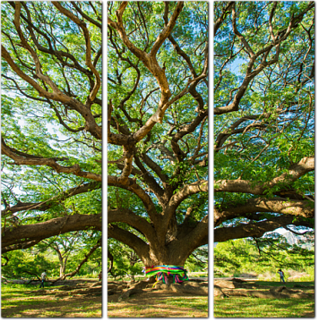 Необычное дерево в Канчанабури. Таиланд
