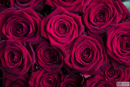 Фон с темно-красными розами