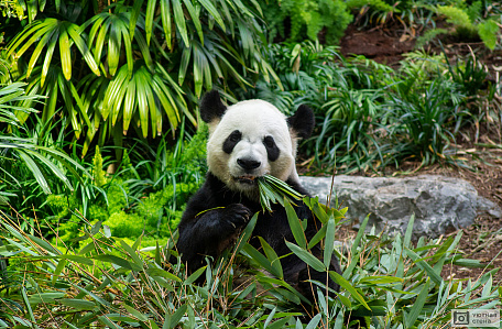 Панда за лакомством