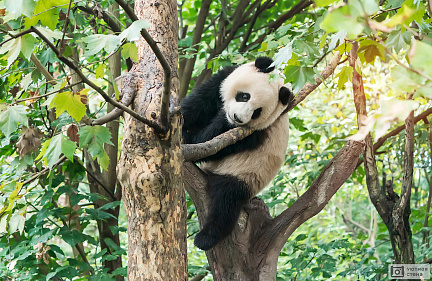 Портрет панды на дереве